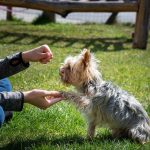 dog, small, dog training-5191526.jpg
