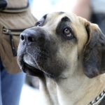 fila brasileiro, brazilian breed, brazilian row-5232193.jpg